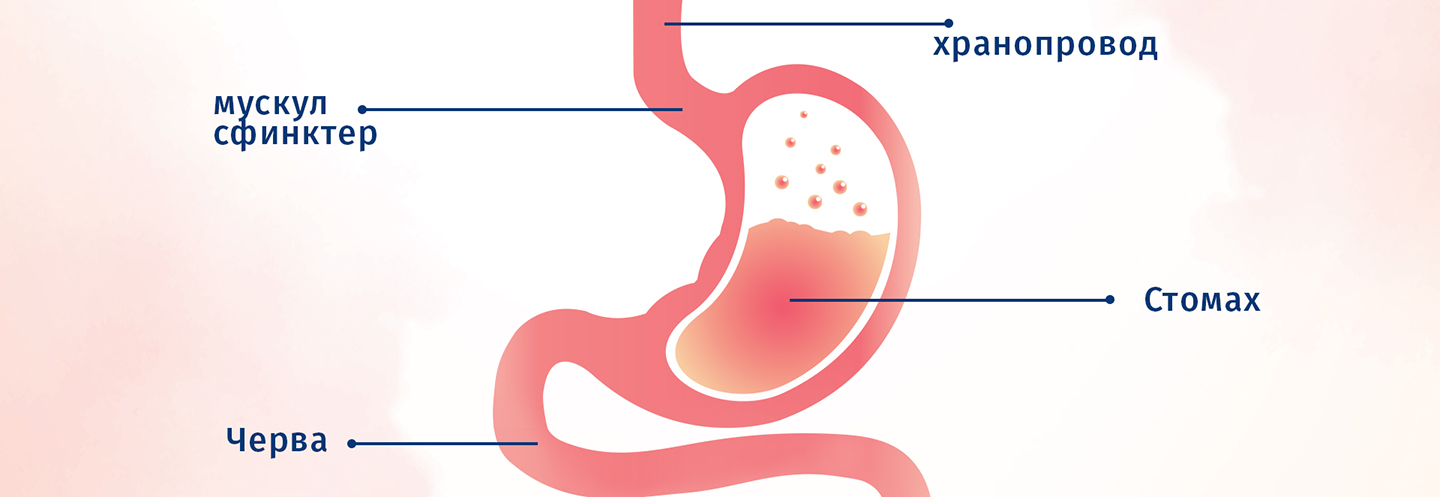 Диаграма на храносмилателната система на бебе с обозначени органи